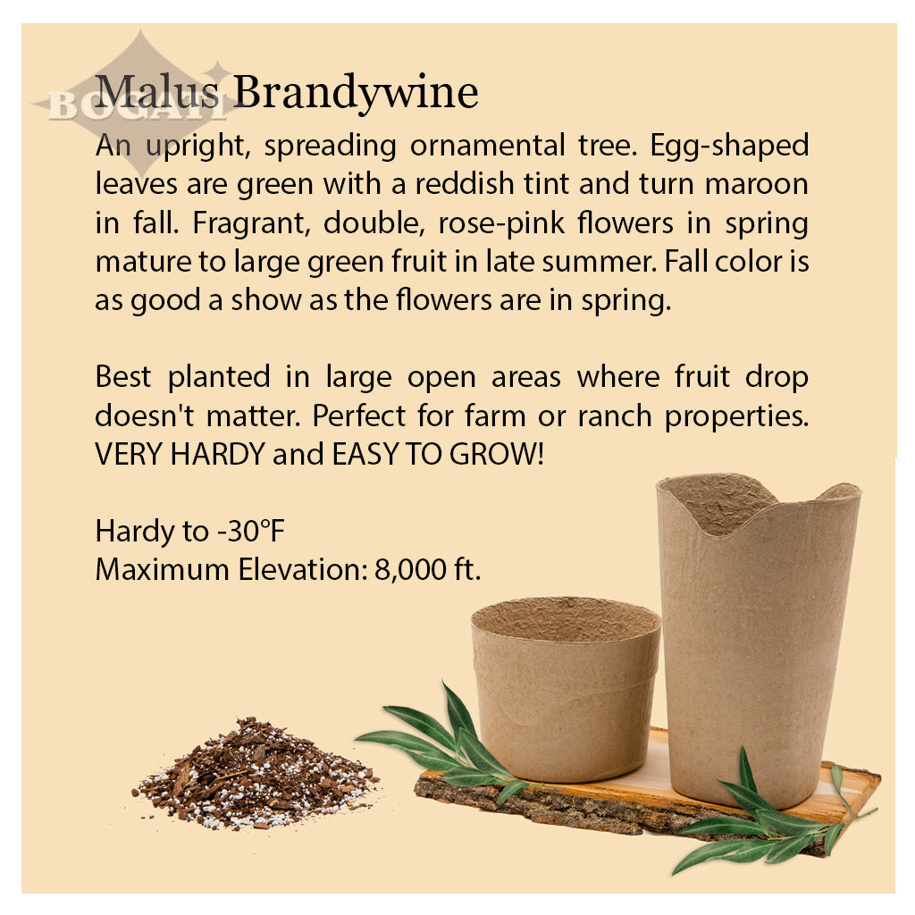 Kiri Biodegradable Urns - Plant a Tree