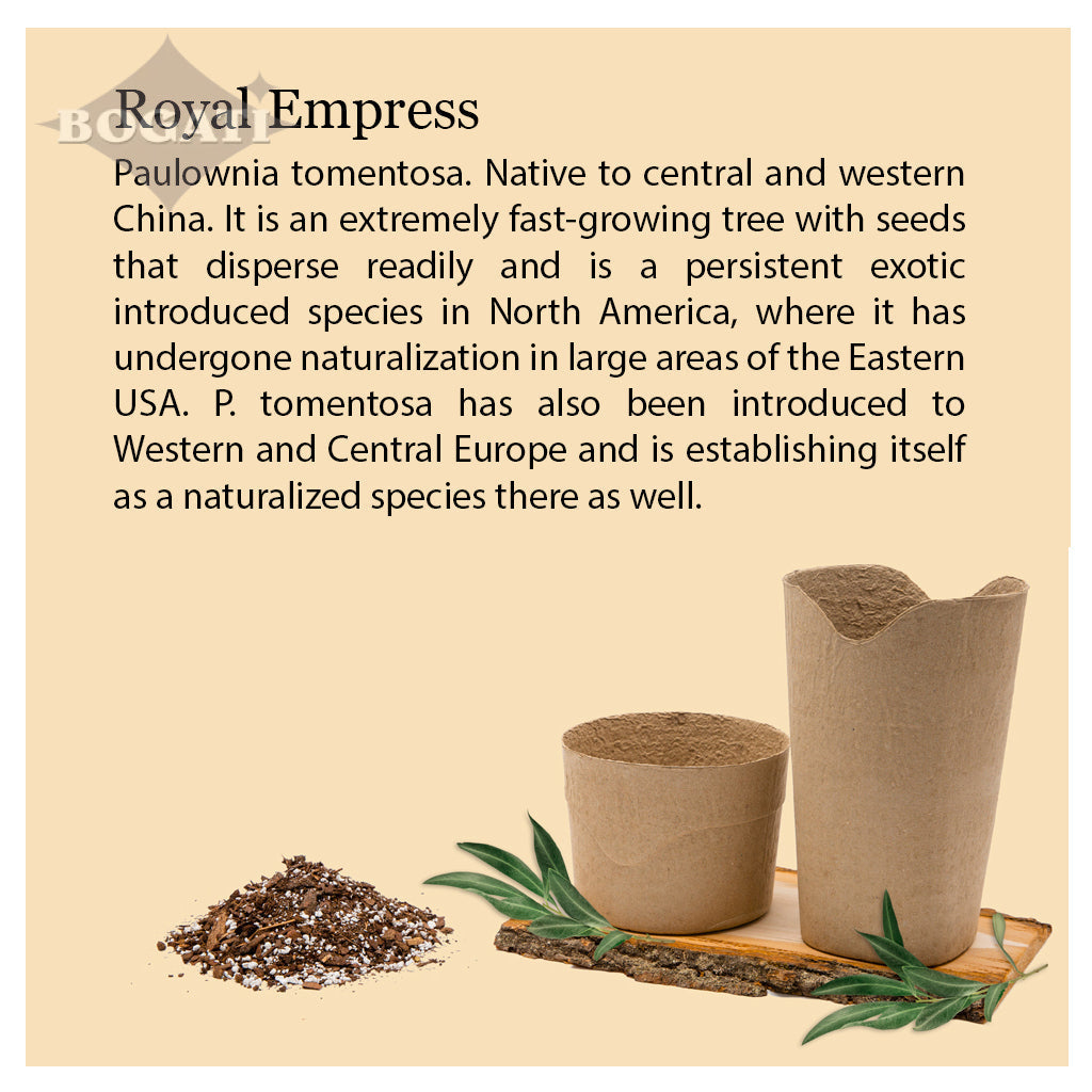 Kiri Biodegradable Urns - Plant a Tree