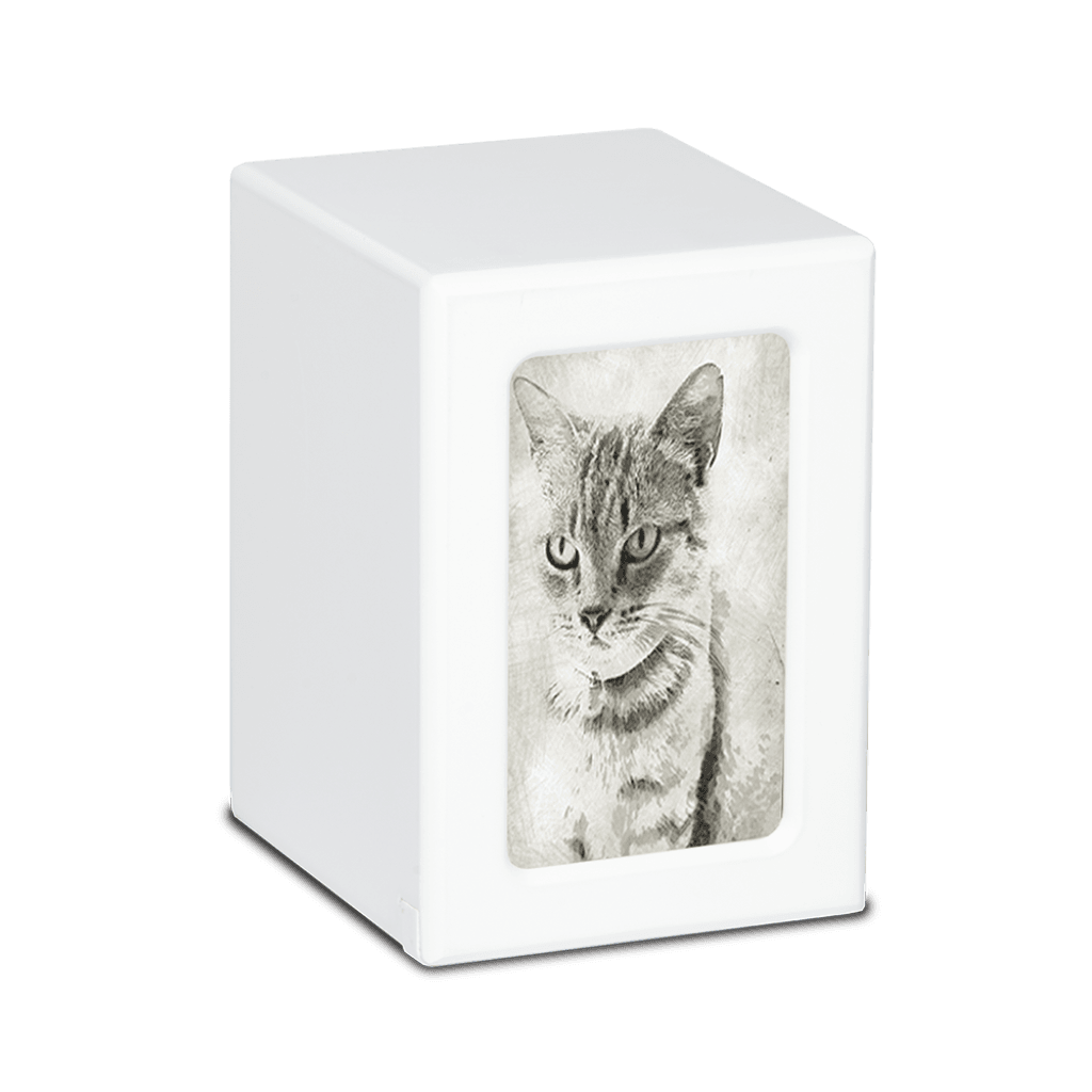 MEDIUM PY06 -White- Tabby Cat