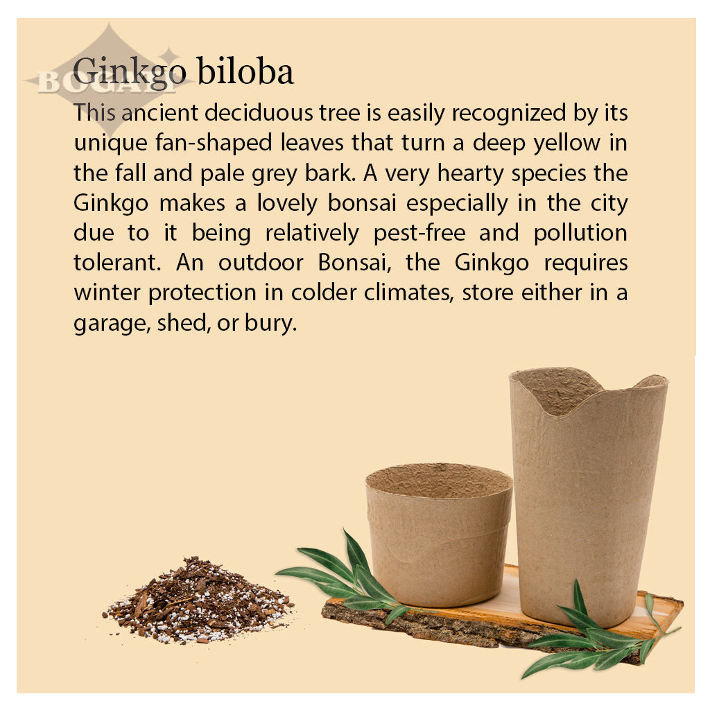 Kiri Biodegradable Urns - Plant a Tree
